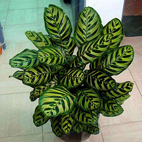 Green Calathea Seeds for Planting,Heirloom & Non-GMO Seeds