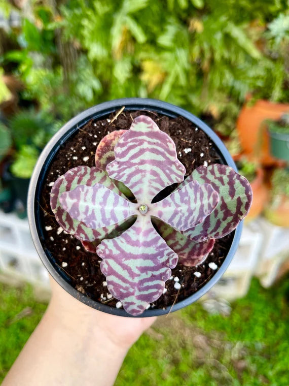 Kalanchoe Humilis Purple White Seeds – Organic, Heirloom, Non-GMO Seeds for Planting