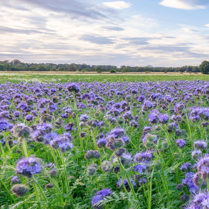 Gødning Blomsterfrø til udplantning - 100 stk