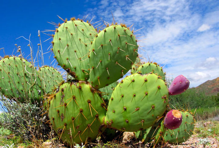 Blandede Opuntia plantefrø til udplantning - 100 stk