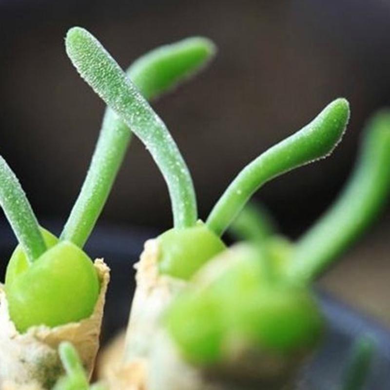 Organic Green Stone Flower Seeds for Planting – Heirloom, Non-GMO