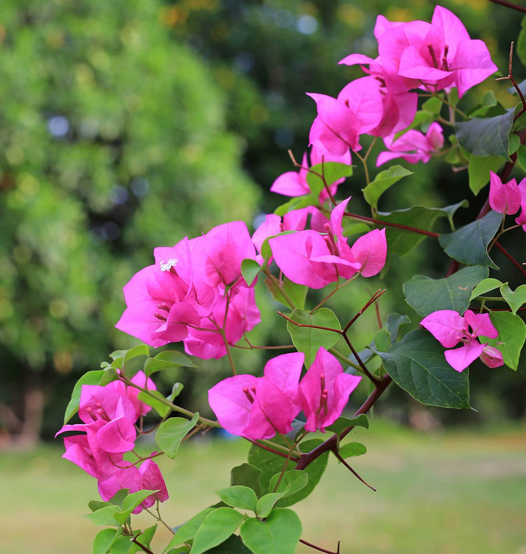 Pink Bougainvillea Flower Seeds for Planting – Tropical Vine Seeds, Heirloom & Non-GMO Garden Seeds