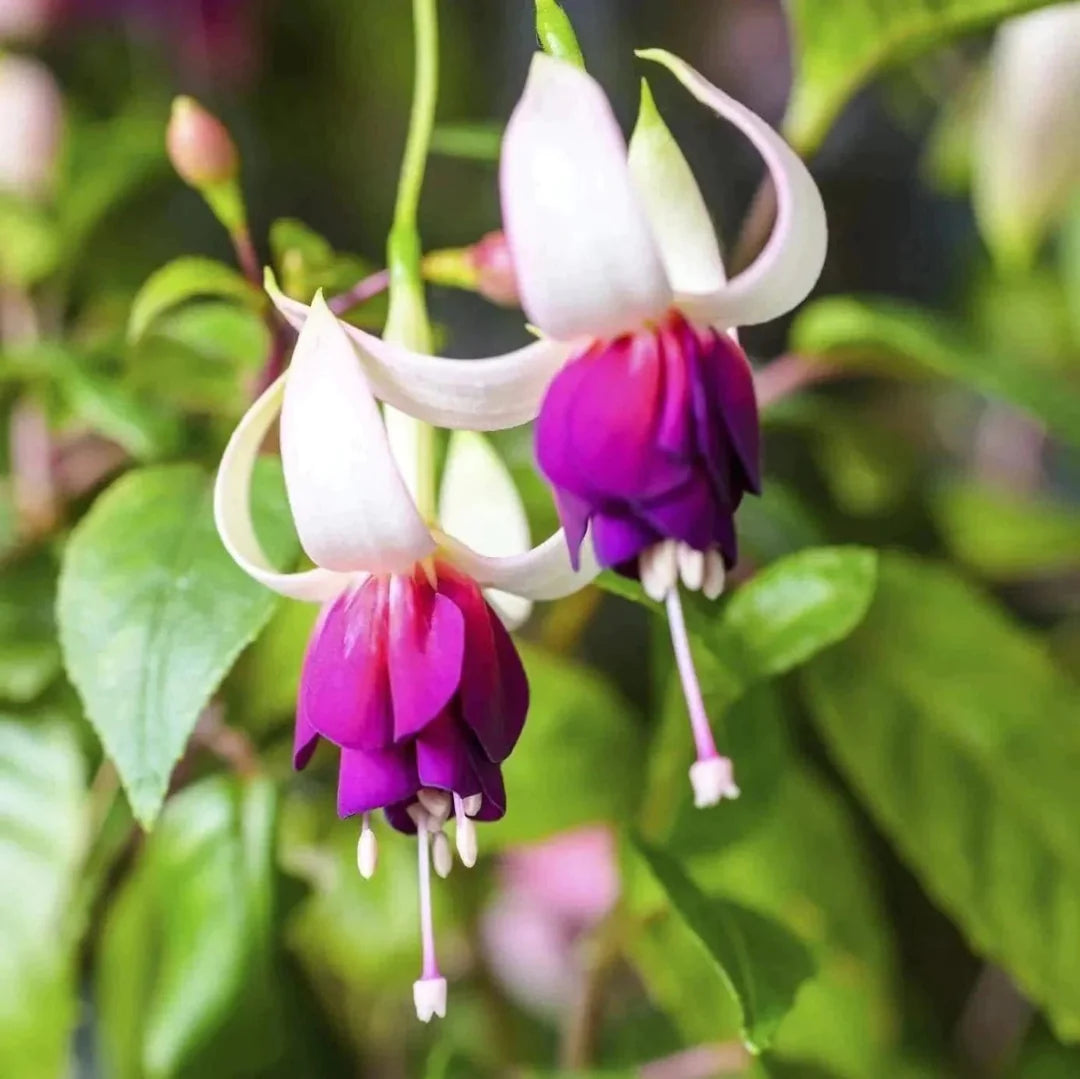 Purple White Fuchsia Flower Seeds – Heirloom Non-GMO Seeds for Colorful Garden Displays