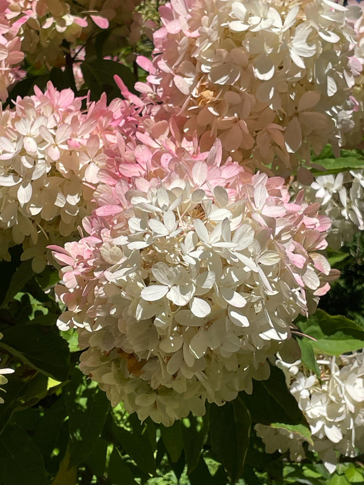 Heirloom White Pink Hydrangea Flower Seeds, Non-GMO Lush Blooms for Planting