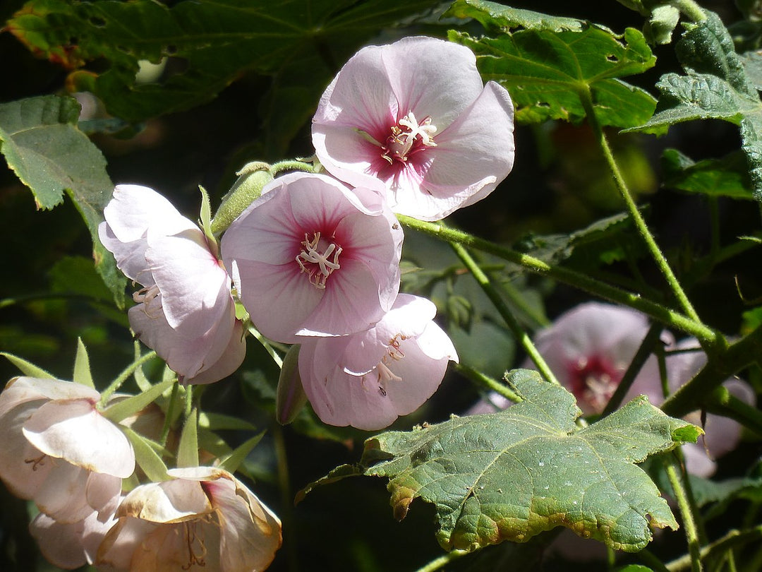 Dombeya Burgessiae Blomsterfrø til udplantning, 100 stk