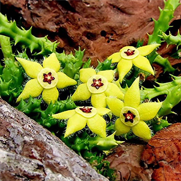 star shaped succulent flower Heirloom Stapelia Flower Seeds, Non-GMO Star-Shaped Succulent Blooms f – Neeraseeds