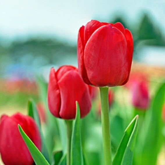 Red Tulip Flower Seeds – Heirloom Non-GMO Seeds for Garden Planting