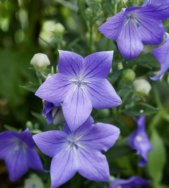 Balloon Flower Seeds for Planting, Heirloom, Non-GMO, 100 pcs