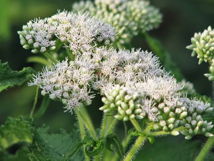 White Eupatorium Perfoliatum Plant Seeds for Planting - 100 pcs