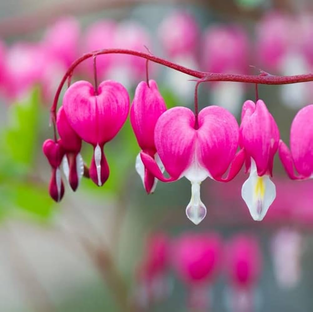 Bleeding Heart Flower Seeds for Planting - 100 pcs