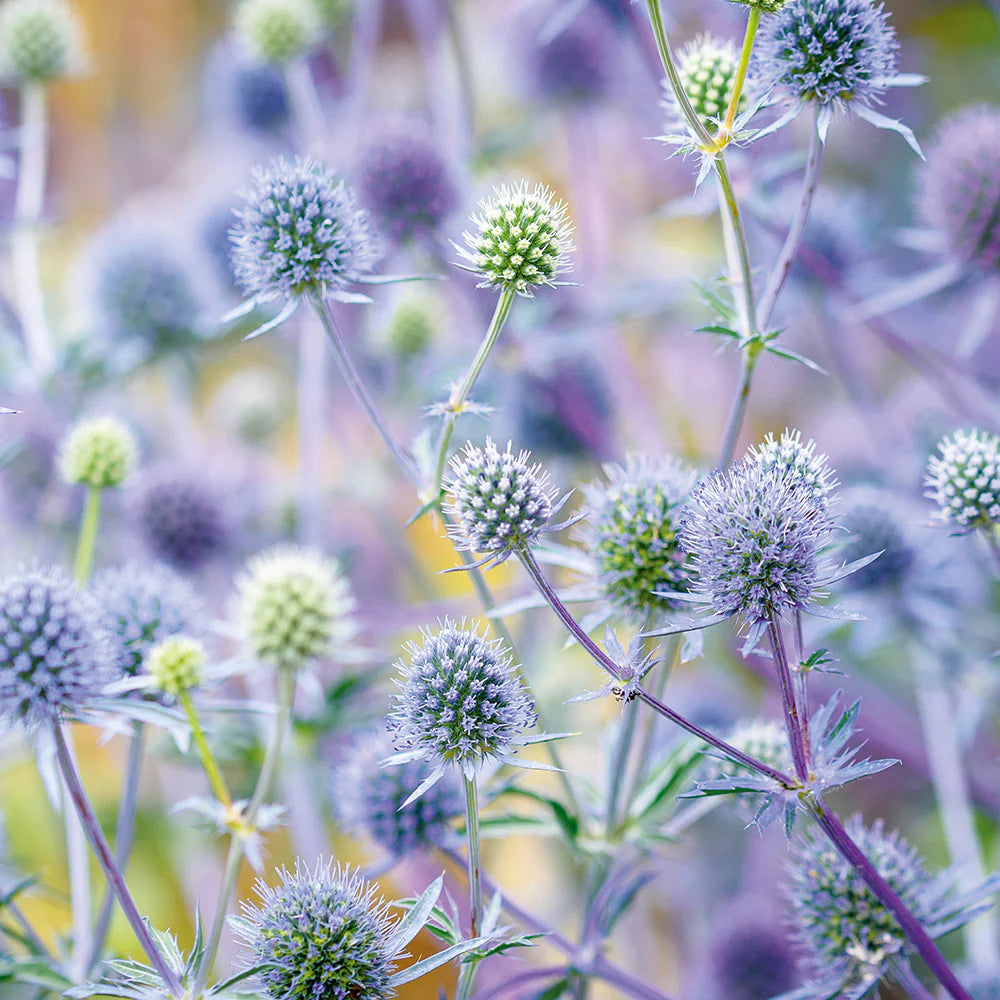 Blue Holly Eryngium Flower Seeds for Planting - 100 pcs