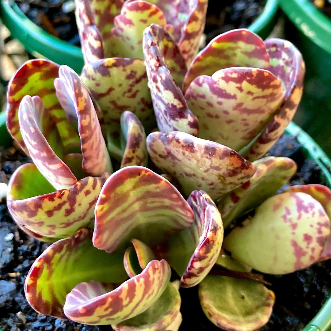 Kalanchoe Humilis Plant Seeds – Heirloom Non-GMO Succulent Seeds for Decorative Garden Pots