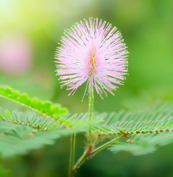 Mimosa Pudica Blomsterfrø til udplantning 100 stk