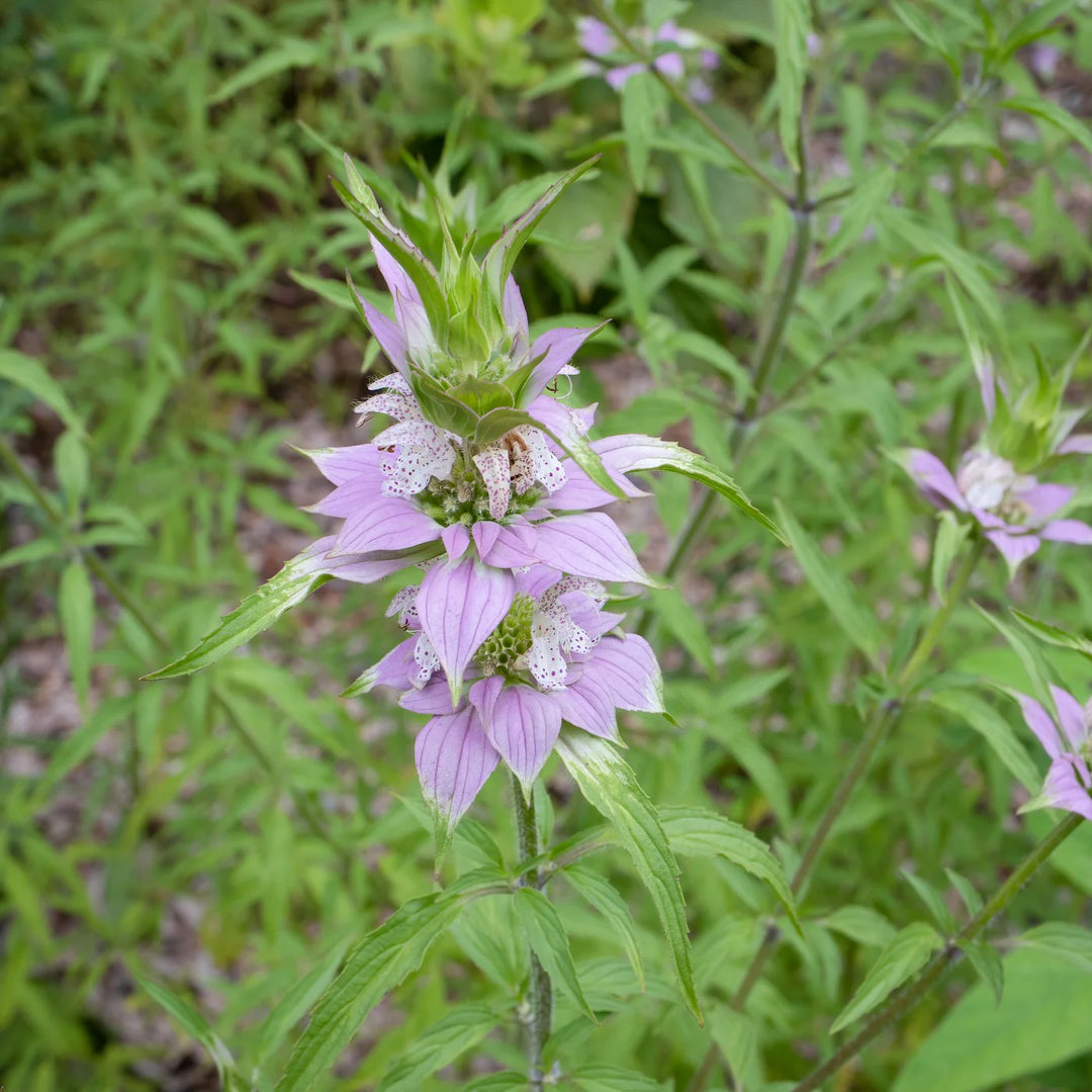 Monarda Punctata Purple Seeds – Organic, Heirloom, Non-GMO Flower Seeds for Planting