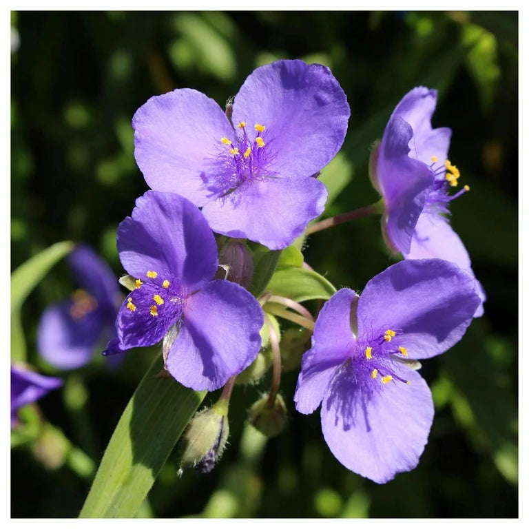Spiderwort Shimmer Flower Seeds – Heirloom, Non-GMO, Glowing Blooms for Garden Planting