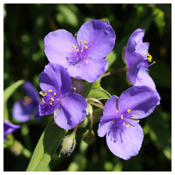 Spiderwort Shimmer Flower Seeds – Heirloom, Non-GMO, Glowing Blooms for Garden Planting