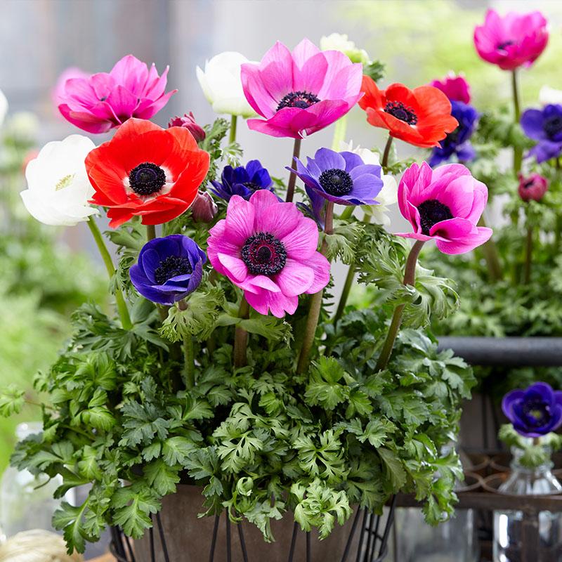 Anemoner blomsterfrø til plantning, arvestykke, ikke-GMO, 100 stk.