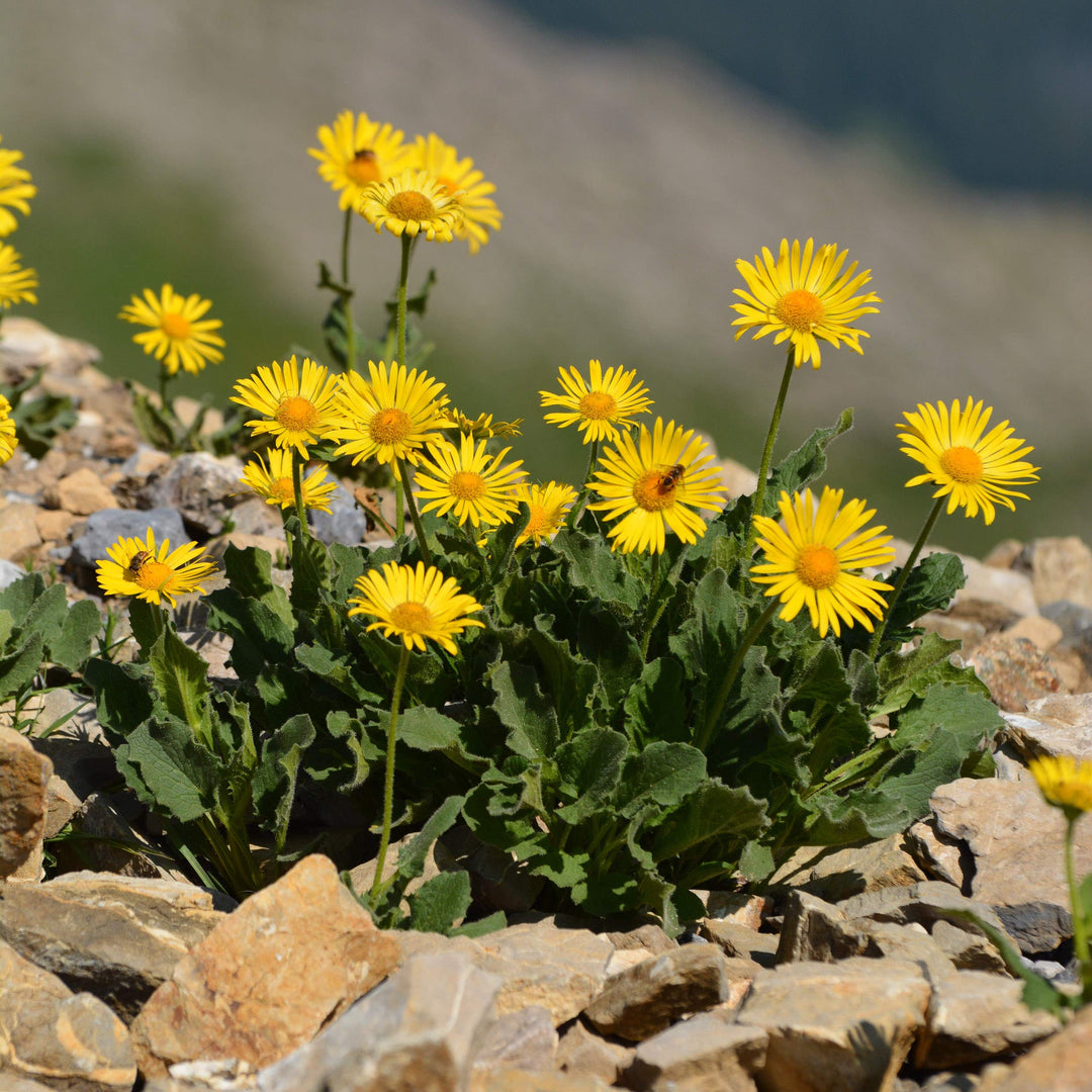 Arnica Flower Seeds for Garden Planting - 100 pcs