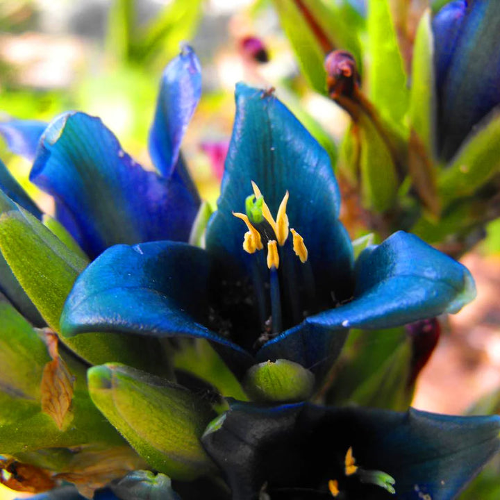 Heirloom Non-GMO Blue Sapphire Tower Flower Seeds for Garden Planting – Vibrant Spikes