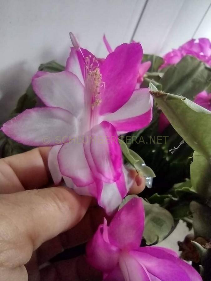 Purple White Schlumbergera Flower Seeds for Planting - 100 pcs