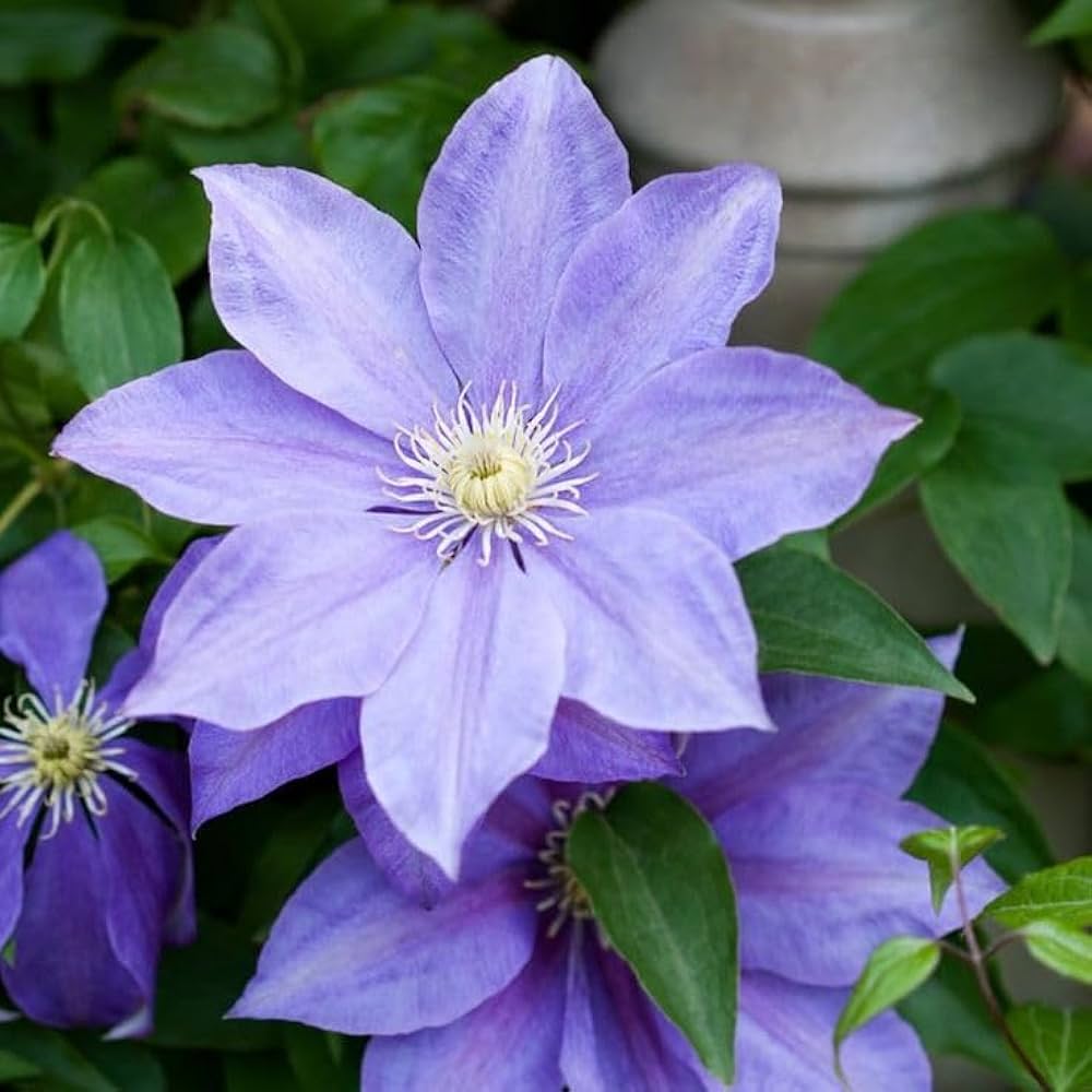 Clematis blå blomsterfrø til plantning - 100 stk