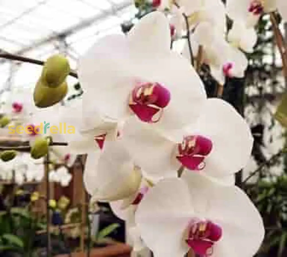 Butterfly Orchid White Flower Seeds for Planting - 100 pcs