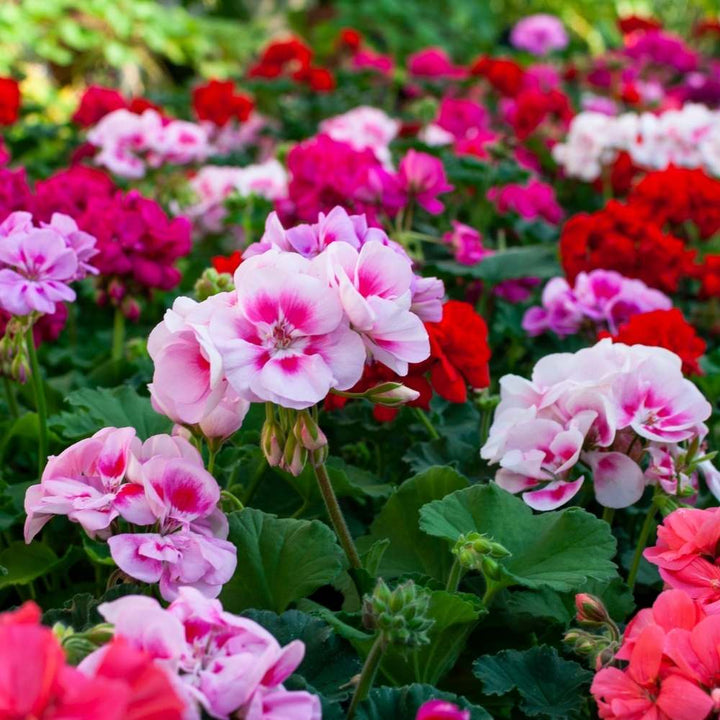 Pelargonium Flower Seeds for Planting, 100 pcs