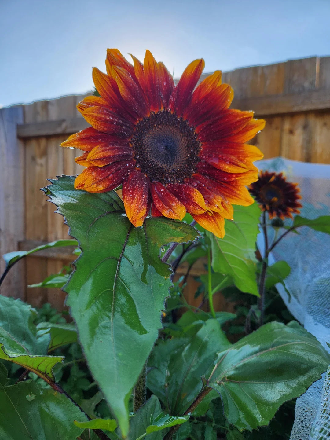 planting red sunflower seeds Orange Red Sunflower Seeds – Heirloom Non-GMO Seeds for Planting – Hig – Neeraseeds