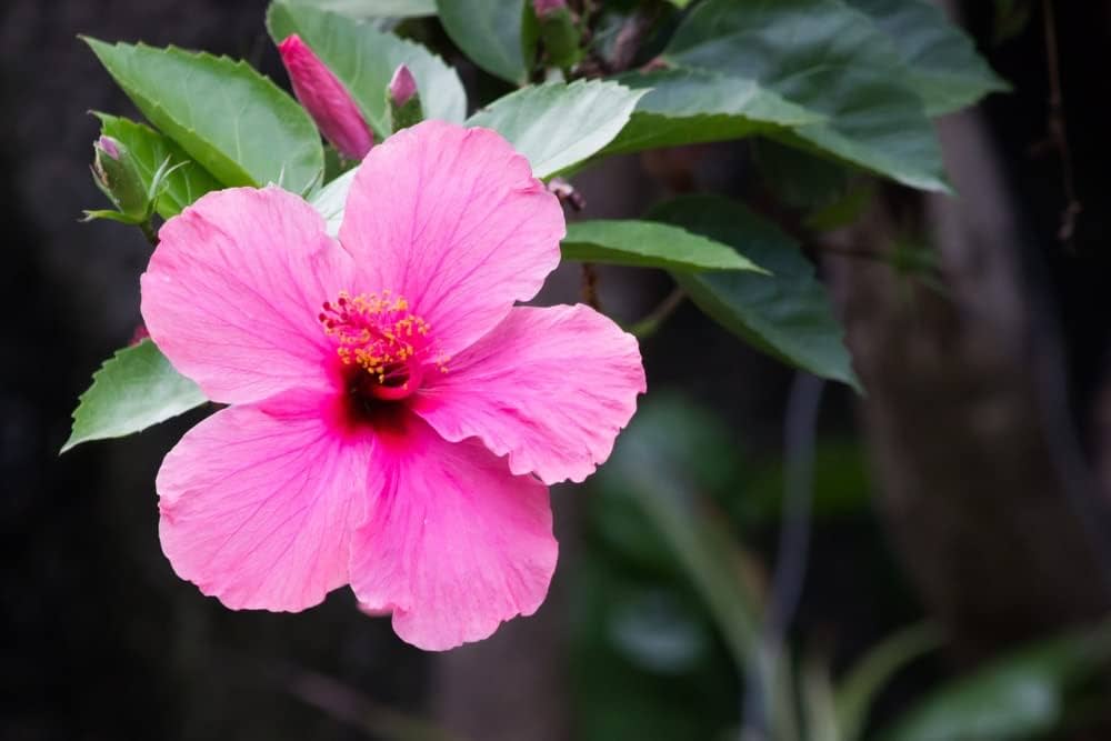 Hibiscus Blomsterfrø Pink til udplantning 100 stk