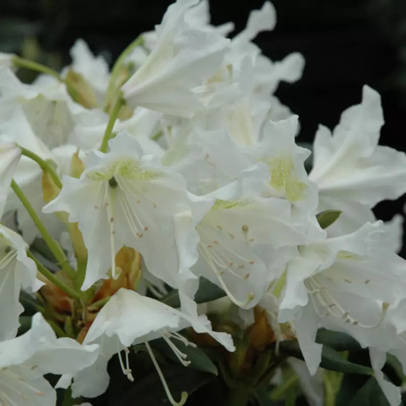 Rhododendron Plant Seeds for Planting - 100 pcs