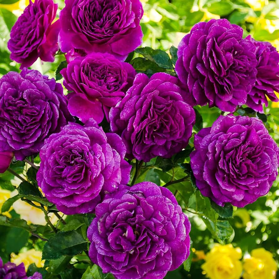 Pink Purple Climbing Rose Flower Seeds for Planting - 100 pcs