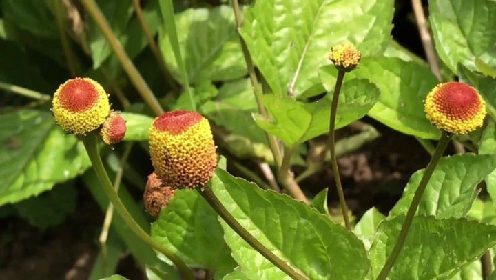 Acmella Oleracea frø til plantning - 100 stk