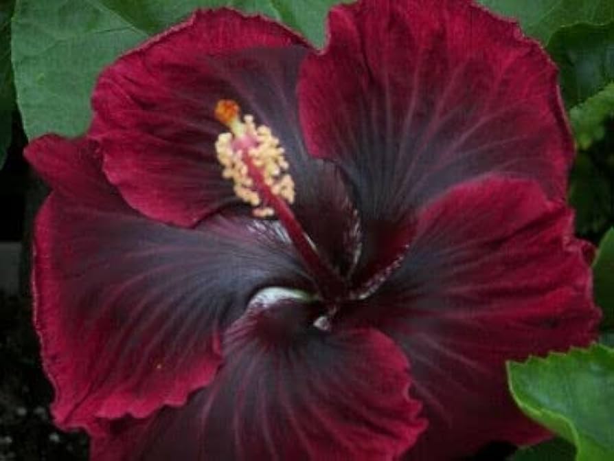 Lilla Maroon Hibiscus Blomsterfrø til udplantning - 100 stk