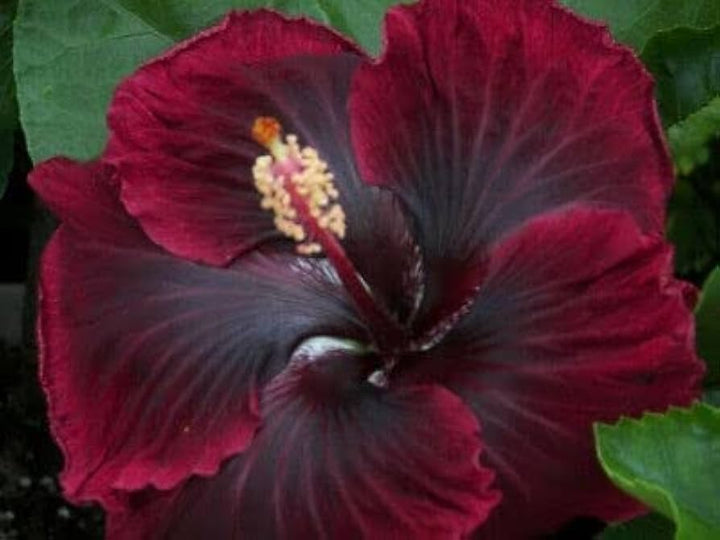 Lilla Maroon Hibiscus Blomsterfrø til udplantning - 100 stk