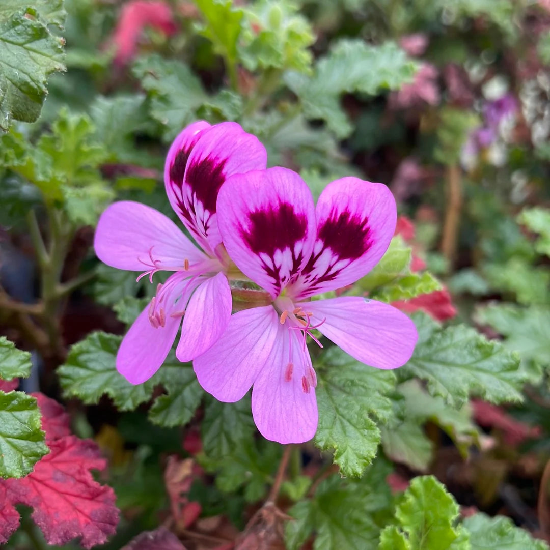 Heirloom Non-GMO Chocolate Geranium Flower Seeds for Planting – Rich Colored Garden Blooms