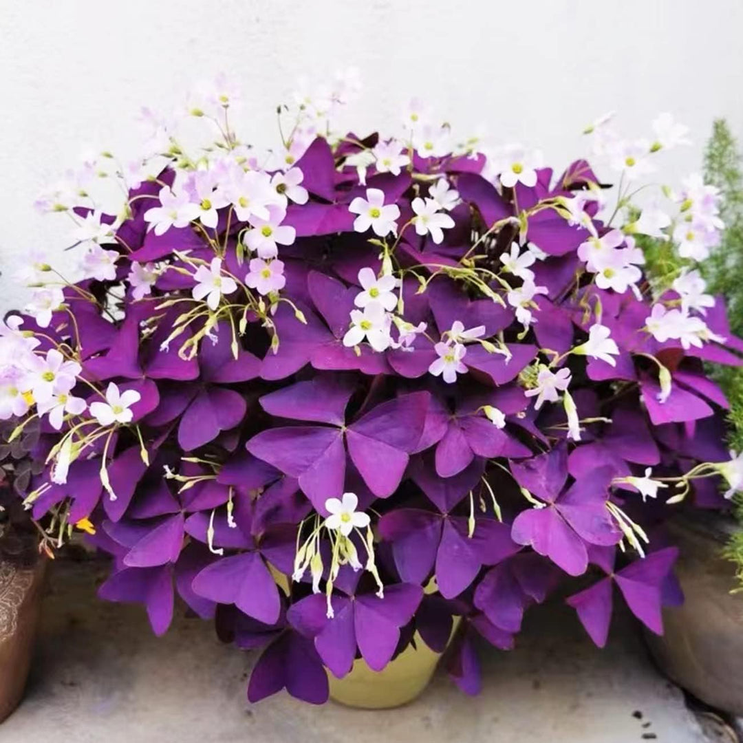 Oxalis Shamrock Plant Seeds – Heirloom, Non-GMO Seeds for Planting Lush Green Garden Foliage