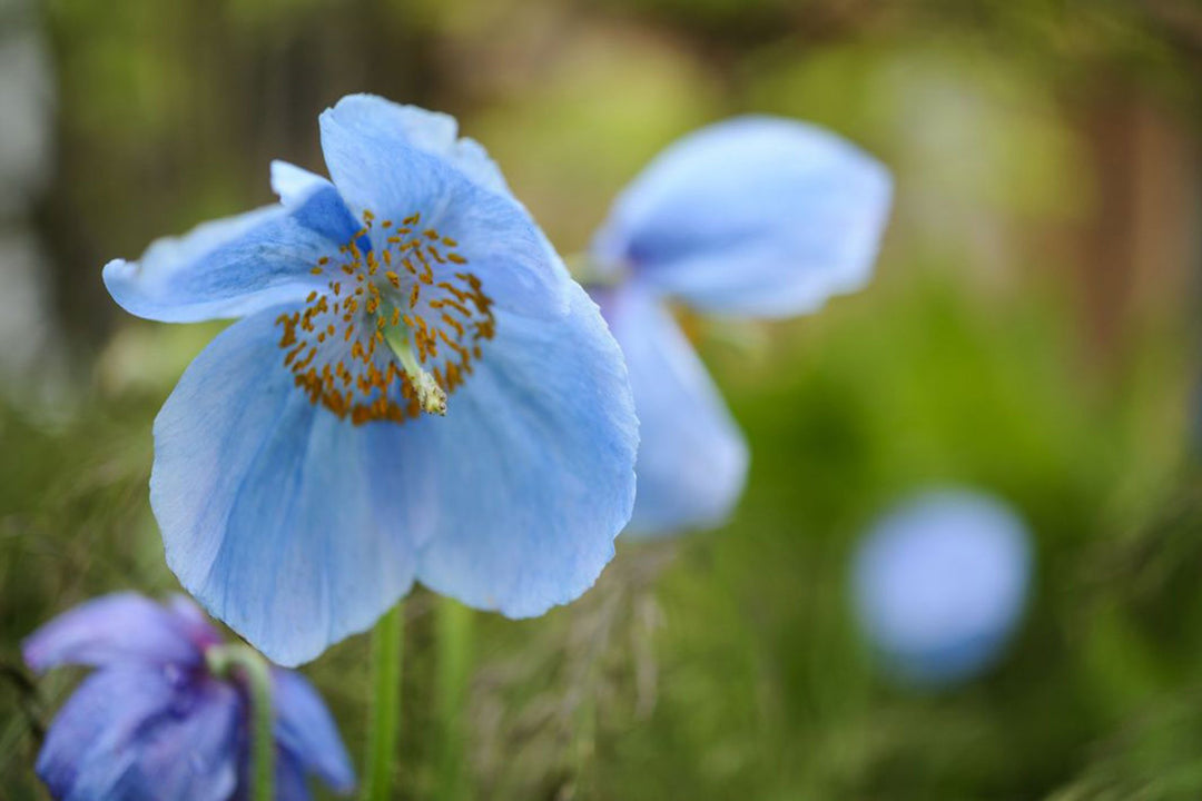 Meconopsis blomsterfrø til udplantning, 100 stk