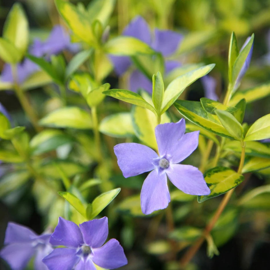 Heirloom Non-GMO Blue Vinca Flower Seeds – Colorful Ground Cover & Garden Planting