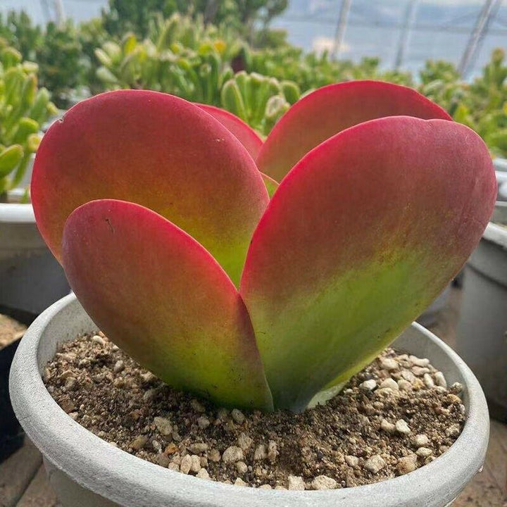 Heirloom Non-GMO Pink Hippeastrum Flower Seeds for Garden Planting ‚ Stunning Amaryllis Blooms,