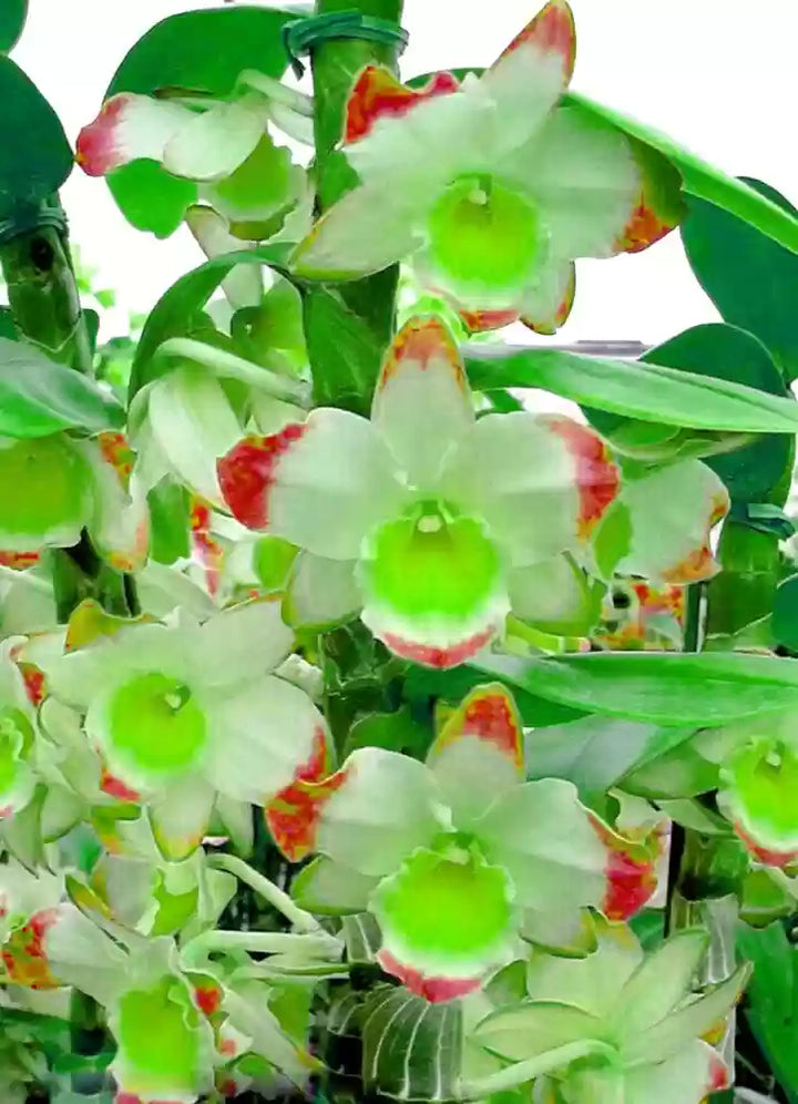 Phalaenopsis Blomsterfrø Grønne til udplantning 100 stk