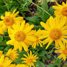 Fresh Arnica Flower Seeds for Planting - 100 pcs