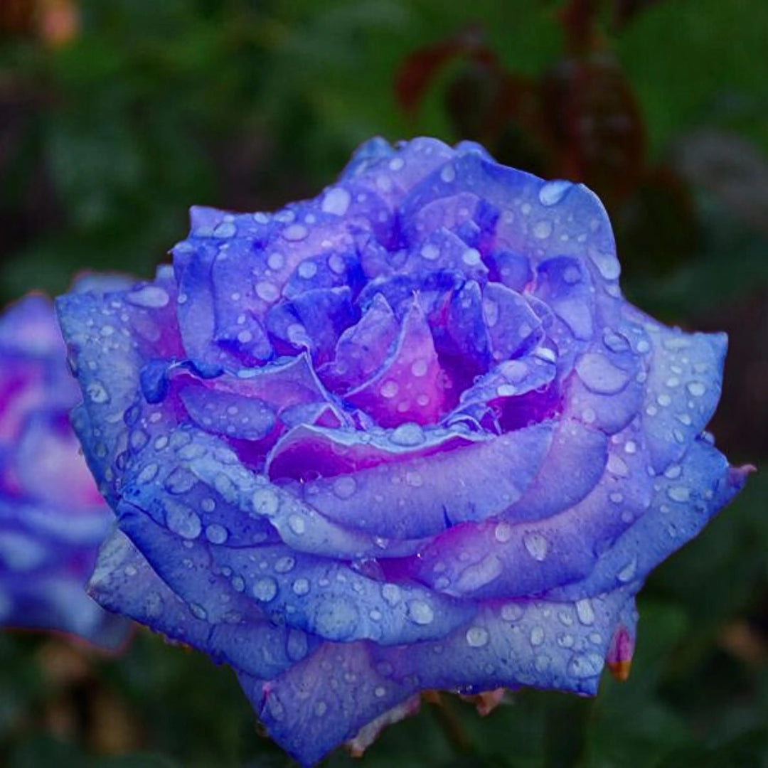 Regnblå Rose Blomsterfrø Orange til udplantning 100 stk