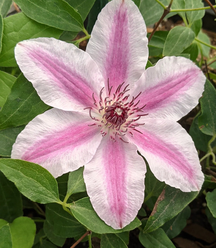 Heirloom Non-GMO Pink-White Clematis Flower Seeds for Garden Planting – Bicolor Climbing Blooms