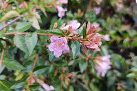 Lavender Abelia Flower Seeds for Planting - 100 pcs