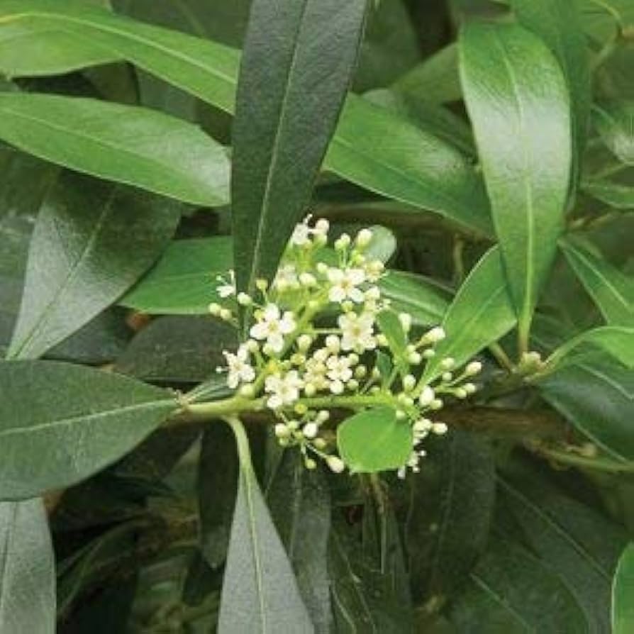 Ilex Paraguayensis Flower Seeds for Planting, 100 pcs