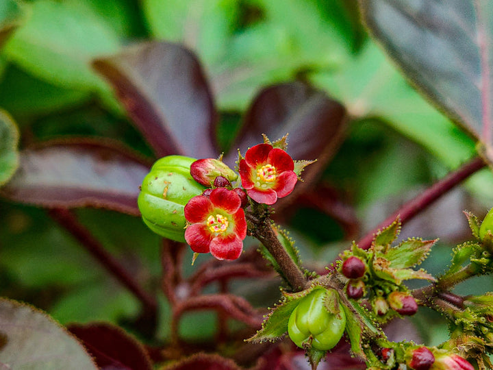 Organic Red Bellyache Bush Plant Seeds for Planting – Heirloom, Non-GMO