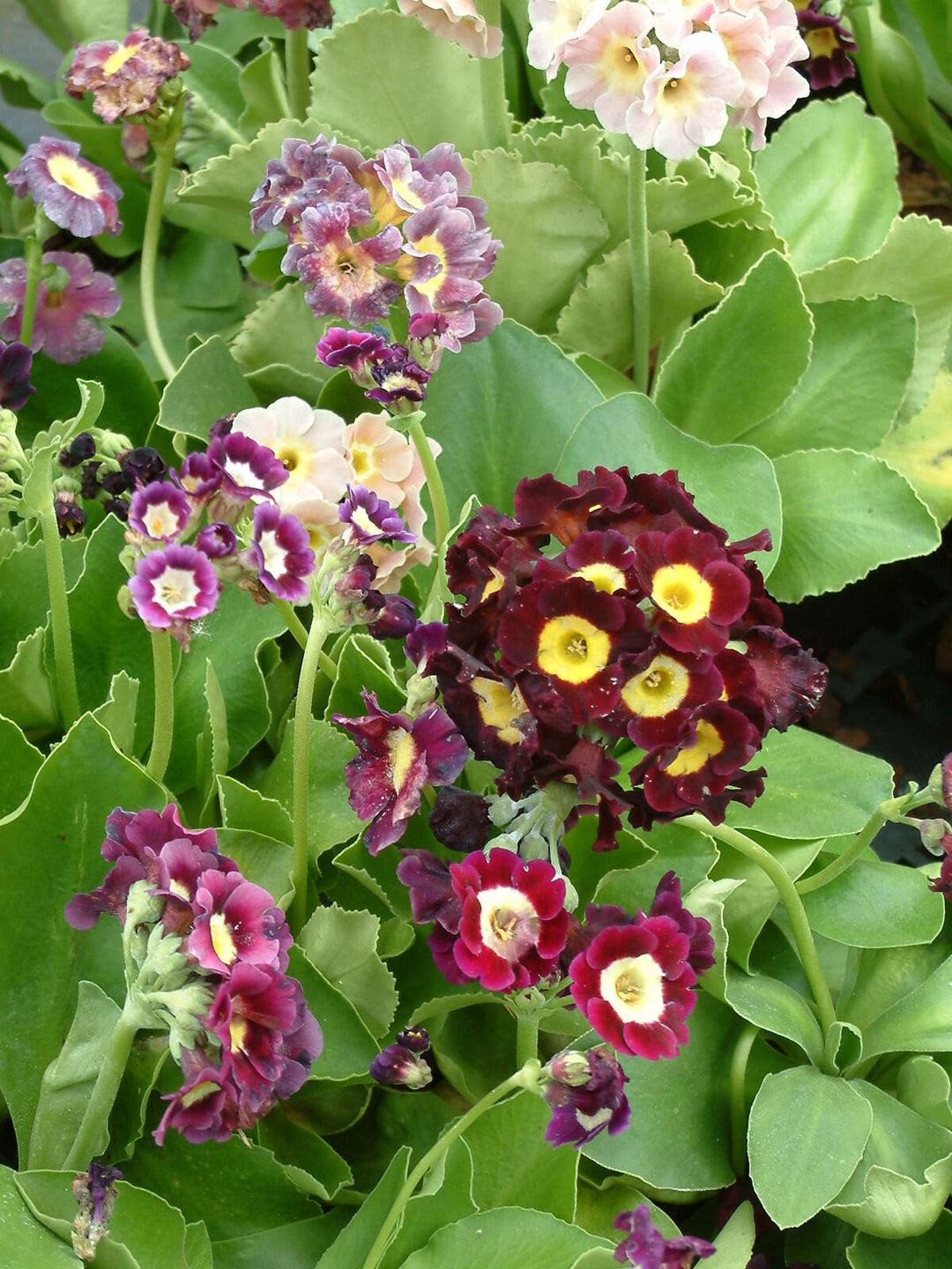 Blandede Auricula blomsterfrø til plantning - 100 stk