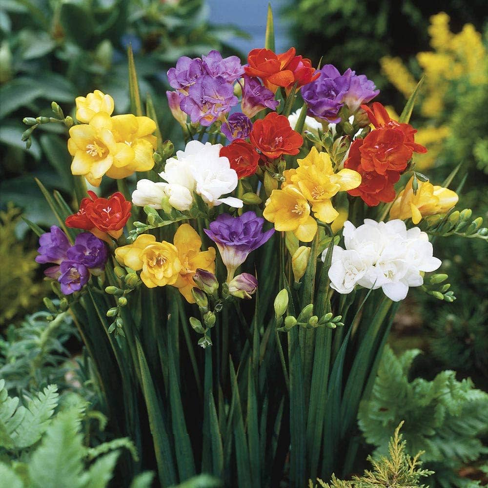 Blandede Freesia blomsterfrø til udplantning - 100 stk