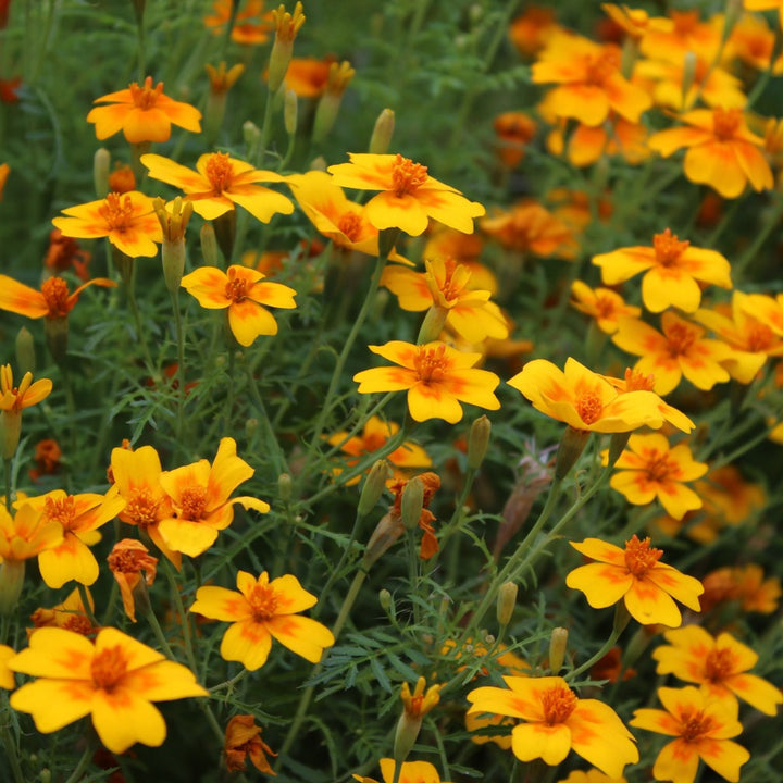 Yellow Marigold Tangerine Flower Seeds for Planting - 100 pcs