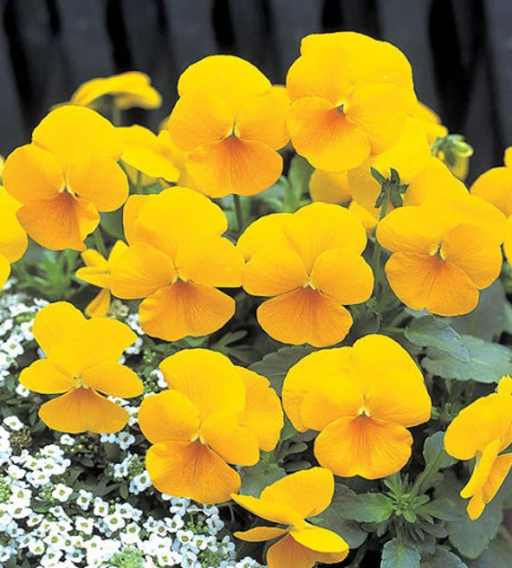 Yellow Swiss Pansy Flower Seeds for Planting - 100 pcs